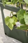 green basics stack & grow large leaf green